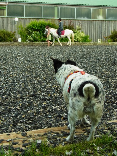 junjun 乗せてもらってるところ