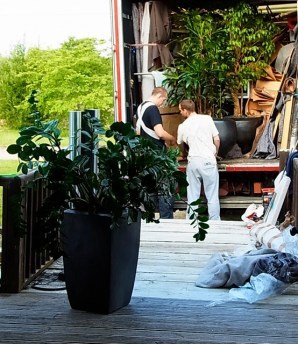 Nos grosses plantes sont arrivées sain et sauf. 大きな鉢植えも無事に着きました。あんな重いものを二人で持ち上げるなんて、すごいよ〜