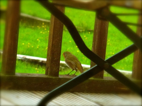 はずかしがりのヨーロッパコマドリちゃん。robin bird... the only photo taken of the day... 