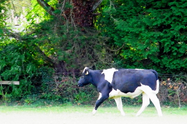 Well this is the cow who came around (again!) into our backgarden. Bernie had to 'follow' her around before she finally got back to her patch... She left several 'bio' things, as she was kind of stressed! La pauvre!! このヒトが、お昼ごろ遊びに来てくれた 牛もーもーさんです。sachanはすぐ出かけてしまったけど、bjmが追っかけまわしてタイヘンだったらしい・・・