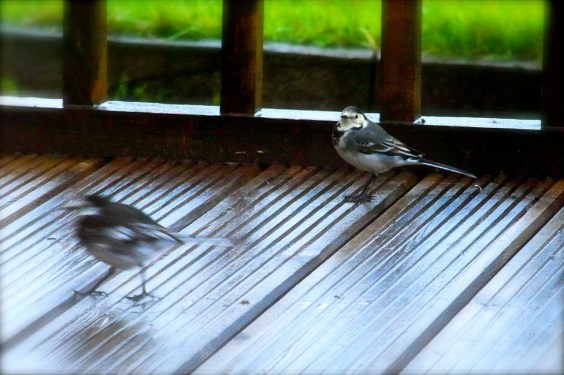 Pluie, le 19 sept. ９月19日　雨