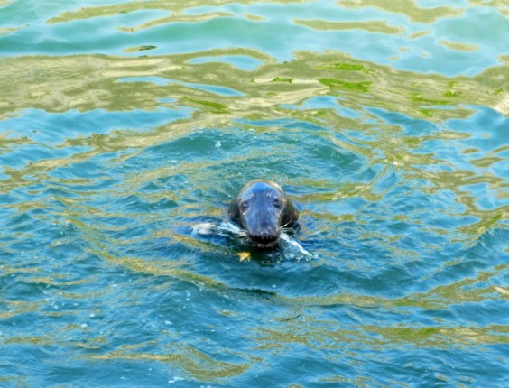 何度見ても、なんともいえずに愛嬌のある顔つきだわー。　Il est quand même super sympa, regardez cette tête!!