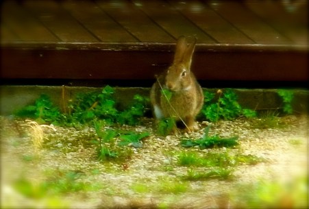 rabbit1