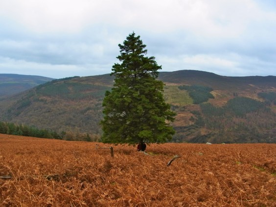木陰に小人さんがふたり。　2 small something under the tree???