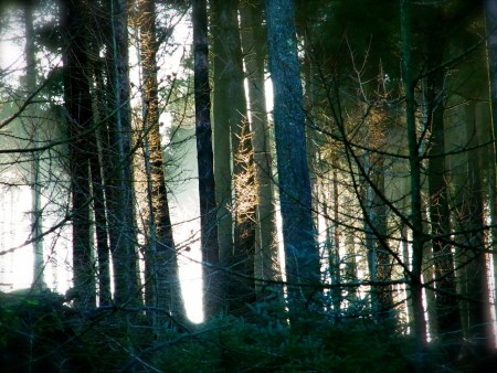 朝日がきらきら