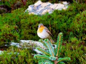背中のすぐ後ろの小枝に止まってます。「サンドイッチもって来なかったのー?」