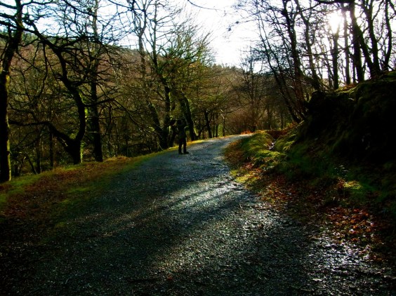 谷川に沿った下り道 水の流れる音を聴きながら、木漏れ日を楽しみながら。