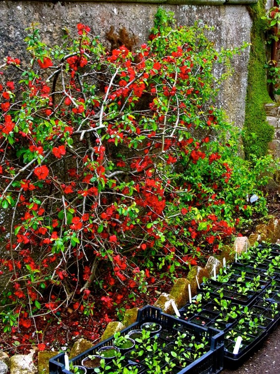 壁際に深紅のボケの花が。