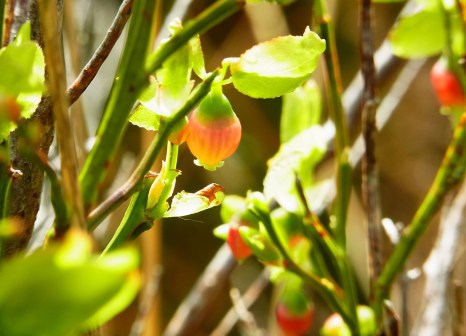 21 April 2014, Spinc, Glendalough ４月２１日　グレンダロッホの「とんがり山」（スピンク）の道沿いにあった　フロッケン