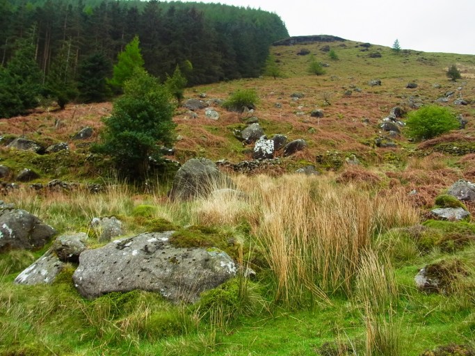 「鹿がいるよ！」 「えええー？？？　どこどこ？？？」 'Tiens les cerfs...', disent mes copines. Mais moi je ne vois rien!! 
