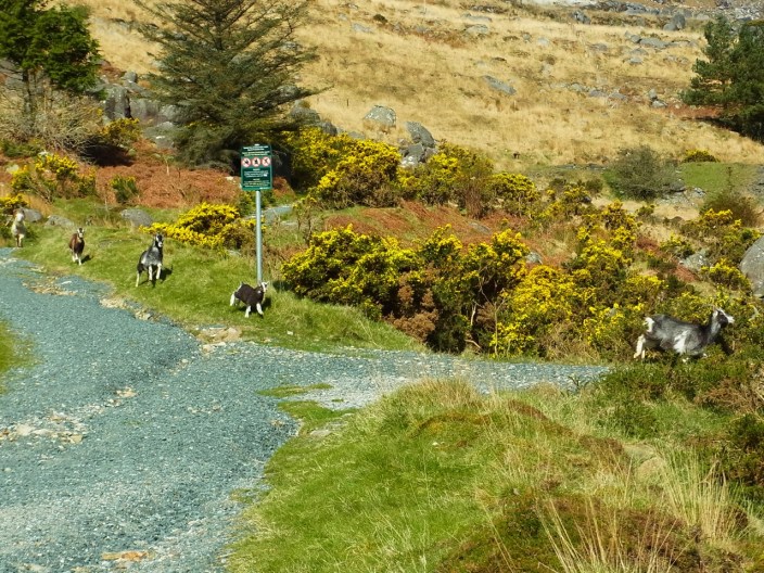 Il y en a plein !!! いっぱいいます。列をつくって通っていく!