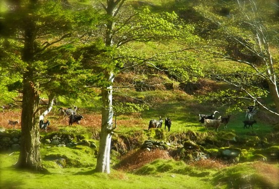 子どももいて、大きな群れです。