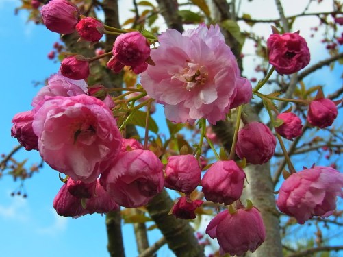 Dimanche 27 avril. ４月２７日　