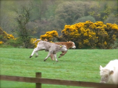 かけっこは、向こう側でしてね♪　C'est quand même mieux d'être entre copains, non?? 