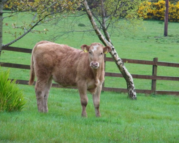 ５月１日の朝は、こっち側にいつのまにか入ってて、草をもぐもぐ　してたわけ。
