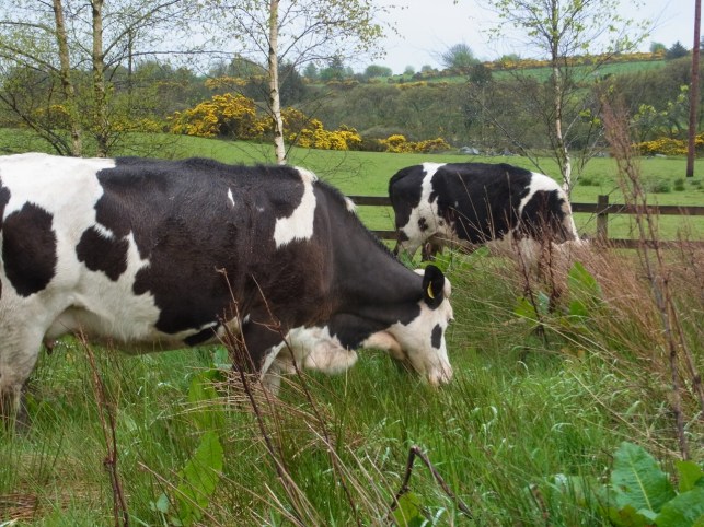 バーニーが　「向こう側の牧草地との境目のゲートを開けて、帰ってもらおう」と庭に出て行ってみたら、実は　端っこのほうにお母さん牛たちもいたのです！！　ぎゃータイヘン。
