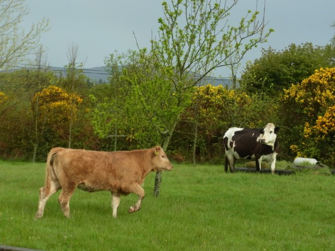 Au bout d'un moment, ils ont décidé de jeter un coup d'oeuil de l'autre côté de la maison... 「お家のこっち側のお庭も、なかなか良い眺めなんだもう」　いつもはウサギさんのお庭なんですけど・・・　ふみつぶされると困るので穴に隠れてた。