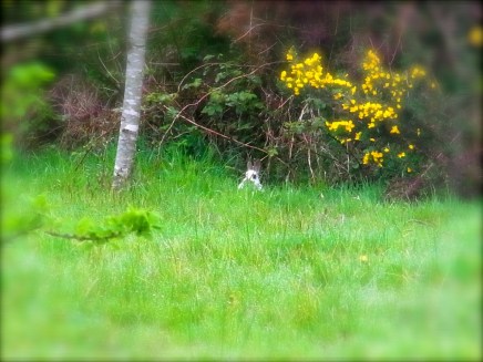 Vendredi le 2 mai, bien installé dans son 'domaine habituel' du jardin, Pas de risque de se faire écraser par une (des) vache(s) !!! 「今日はあの牛たちが来ないからだいじょうぶ」と出てきてました。5月2日(金)の朝。