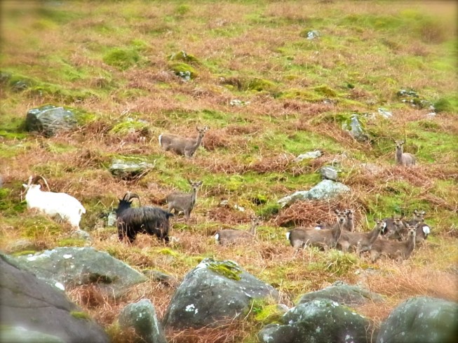 Il y en a plein!!! いっぱい　いた！！