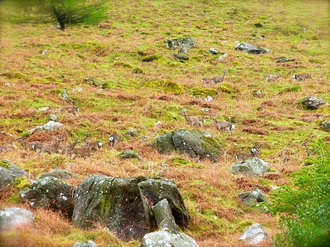 白いおしりが　あっちこっち。。。 Des points blancs sont leurs derrières... 