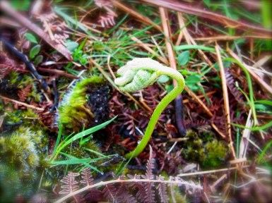 道沿いにちっちゃな「げんこつ」みたいに顔を出してるのは、シダの赤ちゃんです。