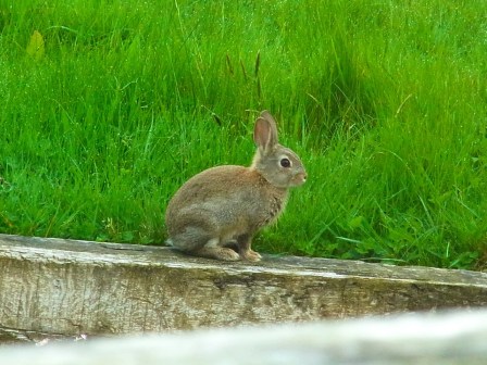 3 mai, vraiment tout près de la cuisine!!! キッチンのすぐ外に来てた!!