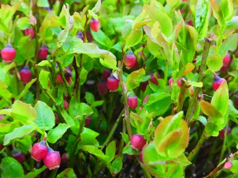 Fraughan in Djouce Mountain, on Monday 5 May