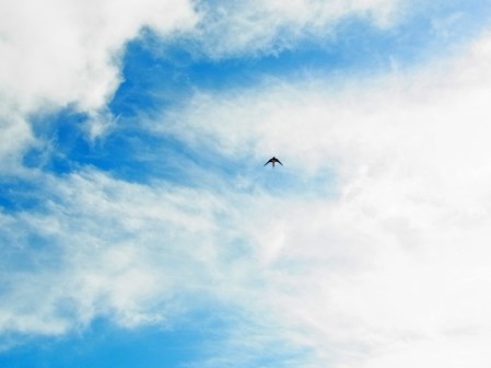 6 mai, hirondelle dans le ciel bleu! ５月６日　青い空にツバメさん
