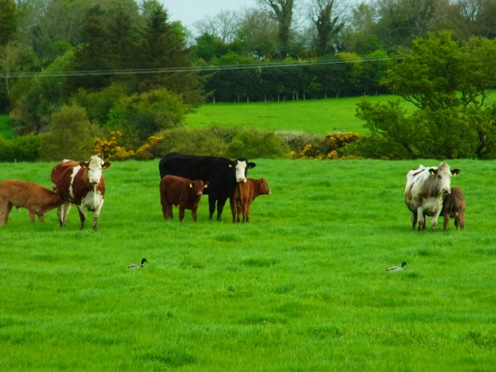 カモさんが牛といっしょに歩いてる。Des canards chez les vaches. Un peu surréaliste...