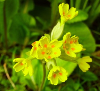 Cowslip, near Roundwook, on 7 May 2014