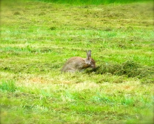 むしゃむしゃ　むしゃ hummmm délicieux!! 