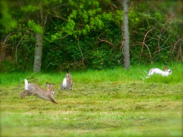 「あっ　もうひとり　いるぞ！　目移りしてしまう・・・」 「アラ　ウワキモノ！　フン　」と　白いうさこちゃんは立ち去ってしまいましたが Tiens une autre copine... 'Quoi tu préfères celle-là? Bon dans ce cas-là bye!' ... la petite blanche est partie...