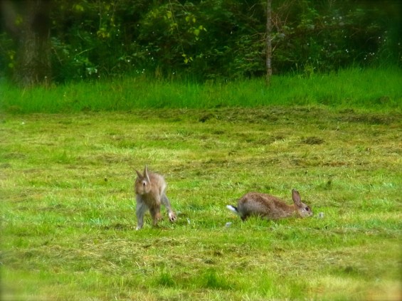すとととっっっっ　運動神経抜群なのよ　ボク Super sportif!! 