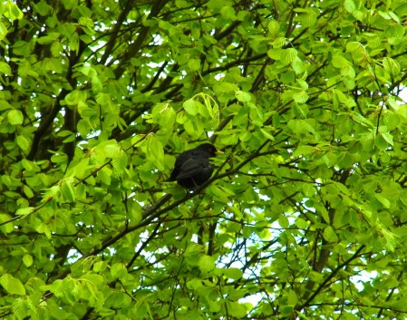 外に出て散歩してたら、クロウタドリが歌ってました