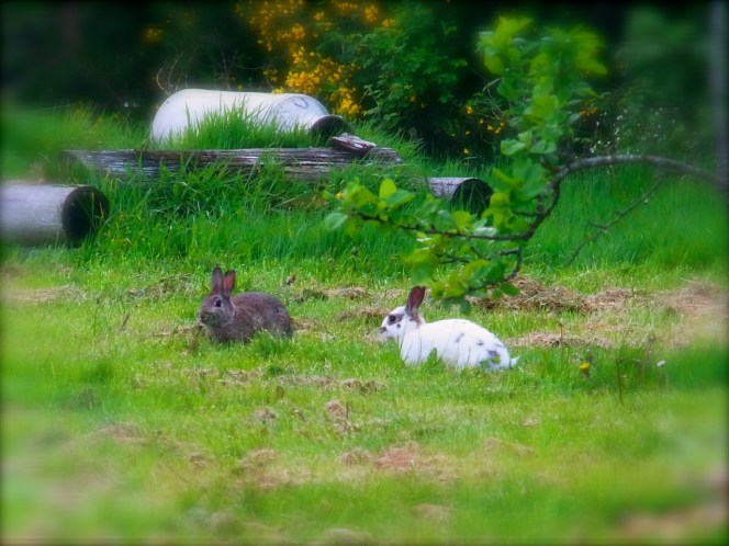 ところが大逆転！！　２日後の５月１２日　・・・白いウサコちゃんと仲睦まじい姿が💓　ありゃま。 La suite de l'histoire... 2 jours après, le 12 mai. La petite Whity-chan était là, en compagnie de Usa-Taro. 