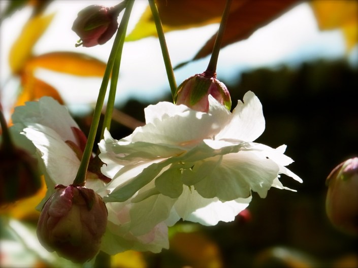 もうそろそろ、おしまいです。最後まで美しい。
