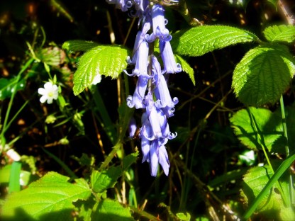 21 mai à Roundwood. ５月２１日、水曜日の散歩の道ばたで見つけたブルーベル