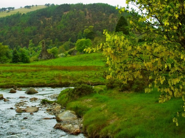 戻ってきて最後に渡る橋のたもとに、このきれいな黄色の花が咲いています。何の花かな？ ... et enfin ces fleurs jaunes qui sont en grappes, à côté du pont duquel on a la vue du site monastique.