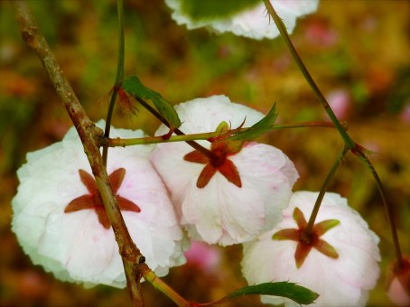 もうおしまい。Cest la fin des fleurs de cerisier