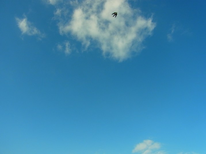 21 juin, 19h02　Libre natation, dans la vaste mer bleu ciel…  6月21日の夕方19時02分。　すいすいツバメ　白い雲　青い空　こんなところを自由に飛んでるのは幸せ気分だろうなー