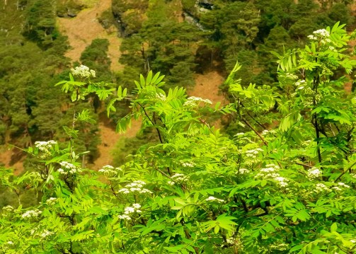 Mountain Ash, the same tree 同じ木を少しズームで撮った1週間前の写真。セイヨウナナカマド 秋には赤い実がつくそうです。そうだったっけな?