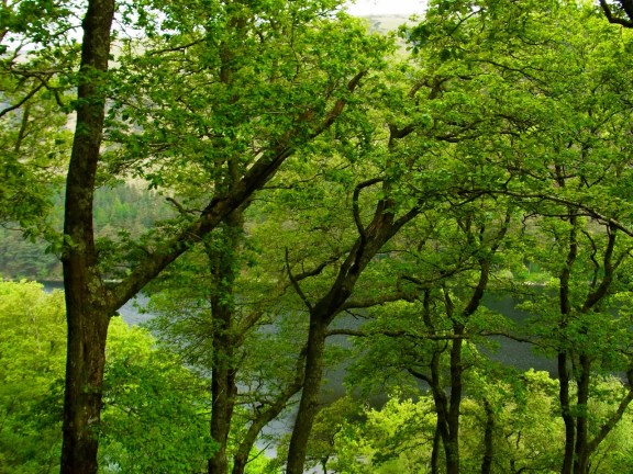 坂道の途中から上の湖を見渡すお気に入りの景色。