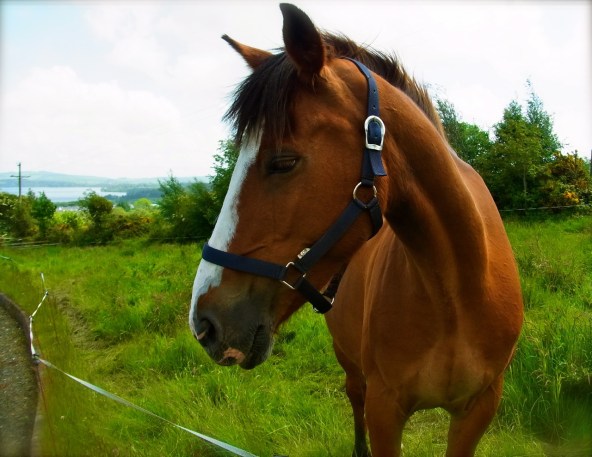 とってもハンサムなお馬さん♪