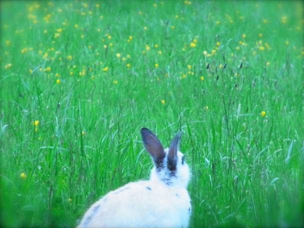 どこから食べようかな・・・？　 Par quel bout je vais manger??? 