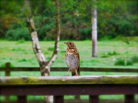 14 juin, à 5h41. Très matinal, il est venu me dire bonjour juste tout près de ma fenêtre. 6月14日 朝5時41分。早起きの日 ちょうど書斎のすぐ外に来てくれました。