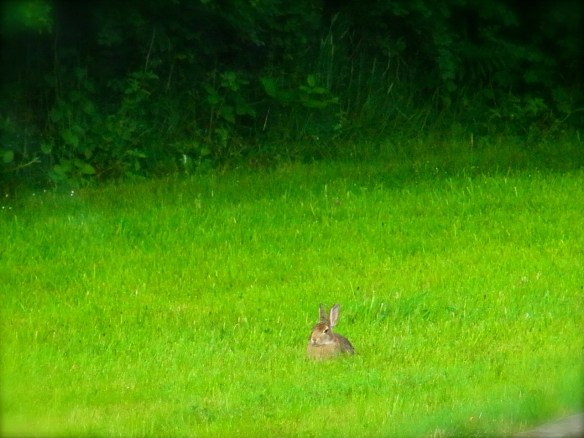 Il a l'attitude tout à fait 'zen'... 朝 そこらにずっと座っていた マイペースなウサギさん。