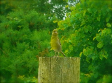 ありゃりゃ　変わったヒトですね！　あなたは誰？　Tiens un drôle d'oiseau, du jamais vu! 