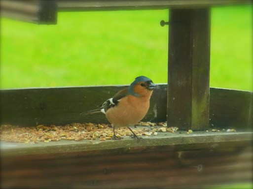 おなじみのズアオアトリさん。