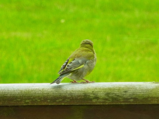 後ろ姿。丸い頭がかわいいね。