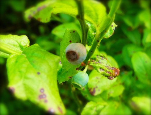 「フロッケン」だんだんと熟れてきました。赤くないから　よく気をつけないと目につきません。
